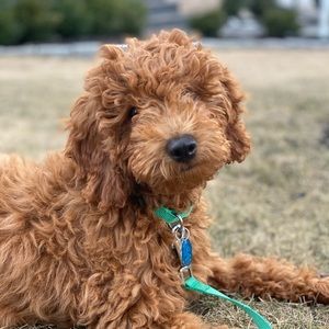 Meet your Posher, Shop